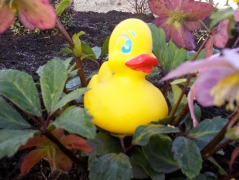 Miss Ducky Rubber Ducky