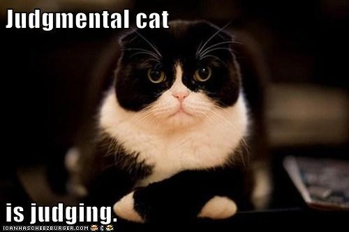 judgemental-cat-isjudging-lolcat